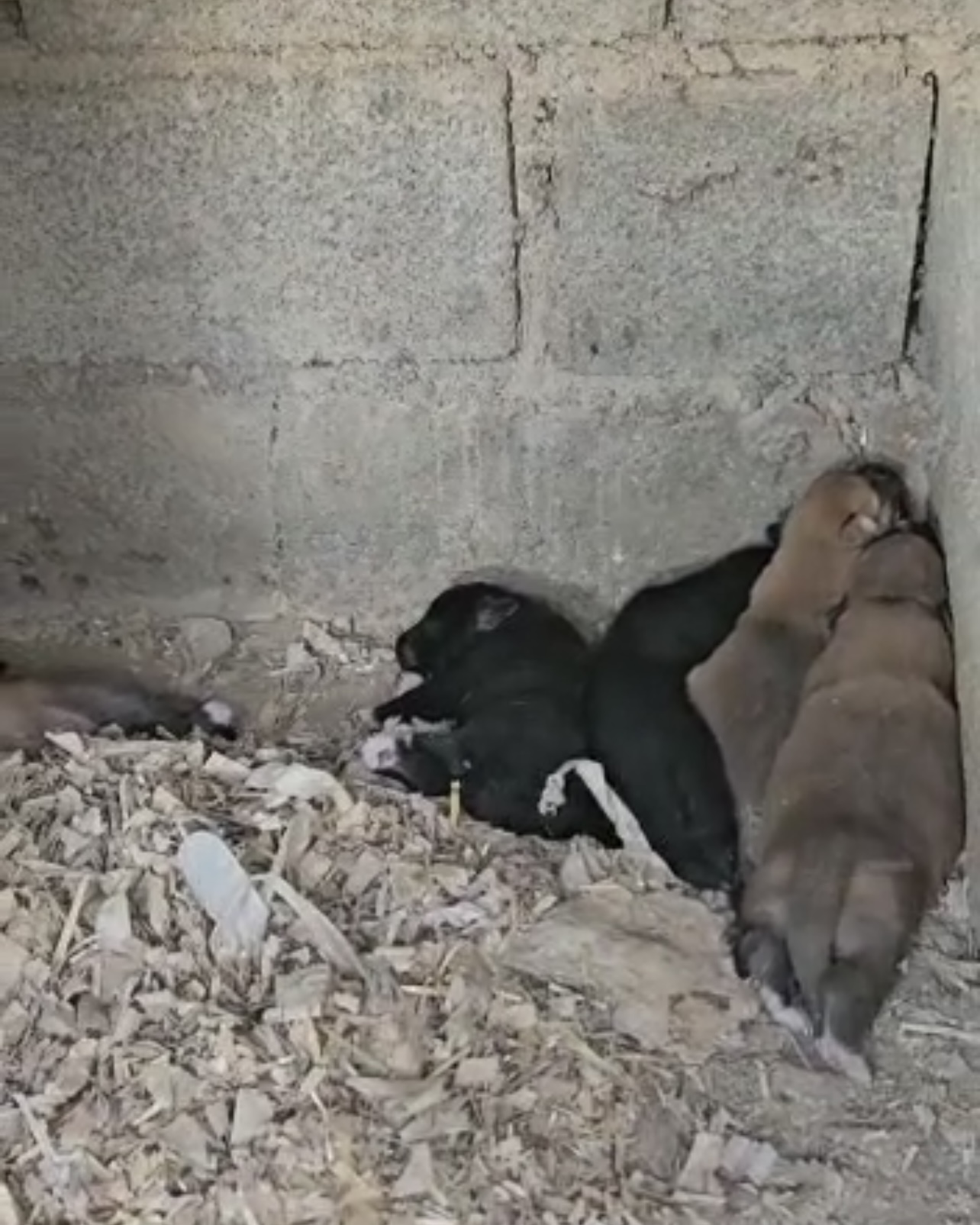 مولد نژاد دلخواه